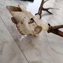 鹿の角 オブジェの画像