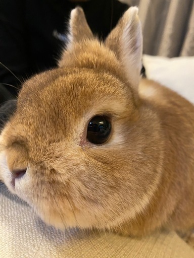 うさぎ様確認ページ usagi-health-check-guide-