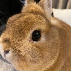 うさぎ　（ネザーランドドワーフ♂）