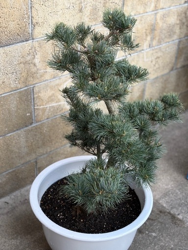 五葉松鉢植え小型