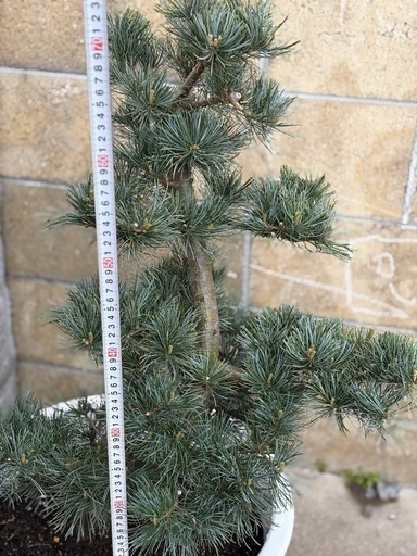 五葉松鉢植え小型
