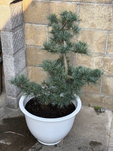 五葉松鉢植え小型