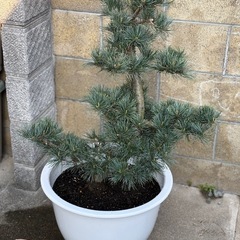 五葉松鉢植え小型