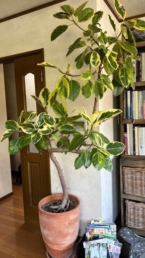 【希少・2m超え】フィカス・アルティシマ（斑入りゴムの木）大鉢入り