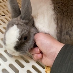 うさぎ　（ミニドワーフラビット♀）