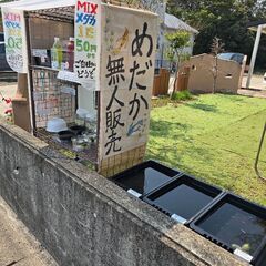 めだか(メダカ)無人販売