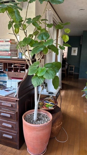 【人気】フィカス・ウンベラータ 大型2m 美樹形・大鉢付き【直接引き渡し】