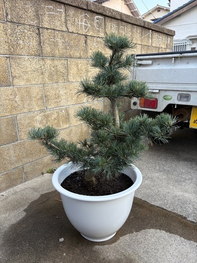 五葉松鉢植え小型