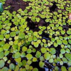水草(アマゾンフロッグピット、マツモ)