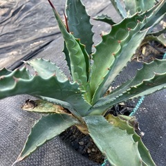 多肉植物 アガベ サルミアナフェロックス ローガンカルホーン