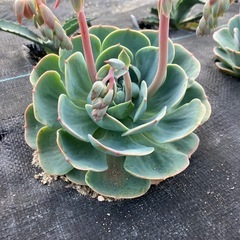 多肉植物 エケベリア 七福神