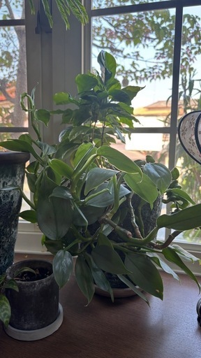 【まとめ売り】観葉植物・庭木 1m前後 10鉢セット 引き取り希望（大阪府茨木市）