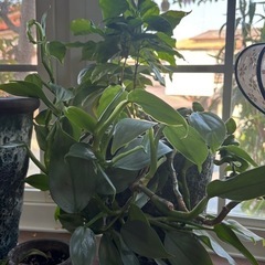 【まとめ売り】観葉植物・庭木 1m前後 10鉢セット 引き取り希...