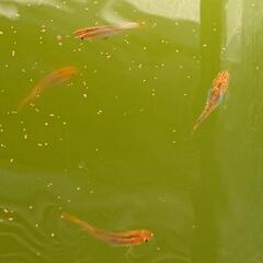 商談済　炎龍メダカ 幼魚20匹  めだかの画像