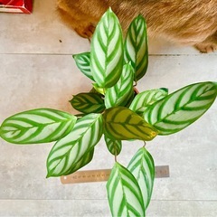 観葉植物の中古が安い！激安で譲ります・無料であげます｜ジモティー
