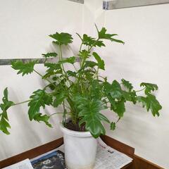 セローム　高さ80センチ　観葉植物