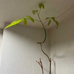 観葉植物の画像