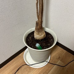 観葉植物の画像