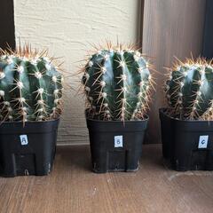 【多肉植物】サボテン　メロカクタス実生の画像