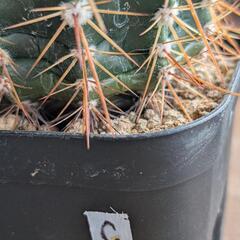 【多肉植物】サボテン　メロカクタス実生の画像