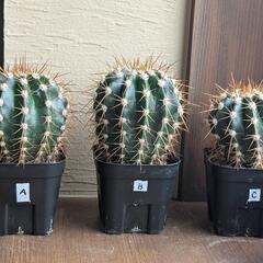 【多肉植物】サボテン　メロカクタス実生の画像