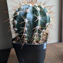 【多肉植物】サボテン　メロカクタス実生の画像