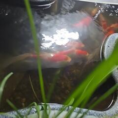金魚の画像