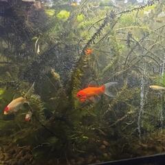 金魚の画像