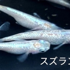 メダカ無料でお譲りしますの画像