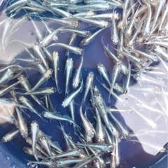 メダカ無料でお譲りしますの画像