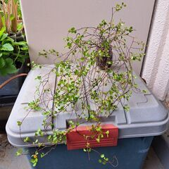 ワイヤープランツ