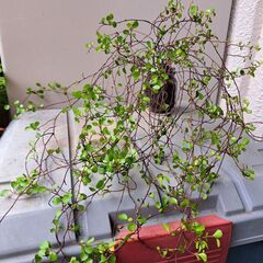 ワイヤープランツの画像