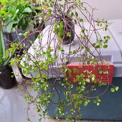 ワイヤープランツの画像