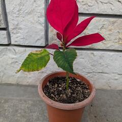 さしあげます【観葉植物】ポインセチア小苗