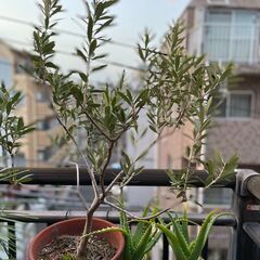 植物　［オリーブ］