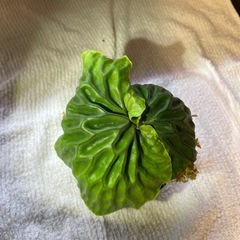 ビカクシダ