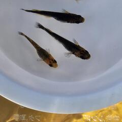 メダカ　繁殖用種親　五式タイプR　GOD 　♂️2♀️2　①の画像