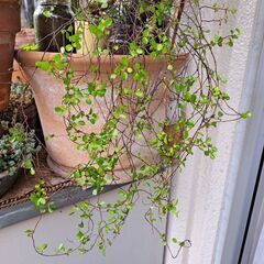 ワイヤープランツの画像