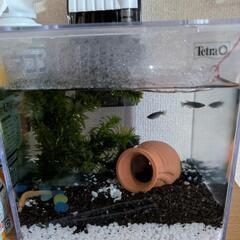 生体が増えすぎて困ってる方