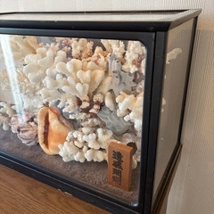 本珊瑚オブジェ　ケース付きの画像