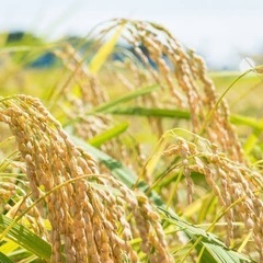 おひとり様お米5kg他