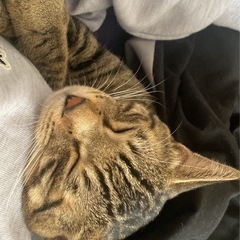 急募 里親募集