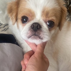 狆