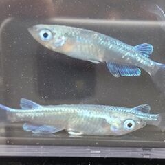 メダカ 幹之(ミユキ)フルボディ 4匹セット 500円 【無人販売】の画像