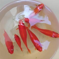 ①金魚　姉金　アネキン　和金　コメット　自家繁殖　１匹〜　