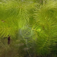 水草 マツモ 　(またはグッピーと交換)