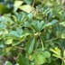 ランキングキーワードに紐づく投稿画像-観葉植物