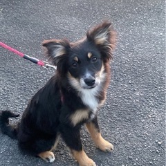 ポンスキーとチワティのミックス犬の女の子の子犬🐶 - 丸亀市