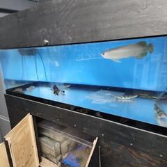 大型水槽1800奥行き900高さ600水槽の画像