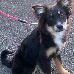 ポンスキーとチワティのミックス犬の女の子の子犬🐶 − 香川県